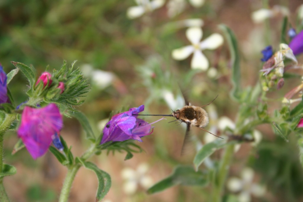 Bombylidae